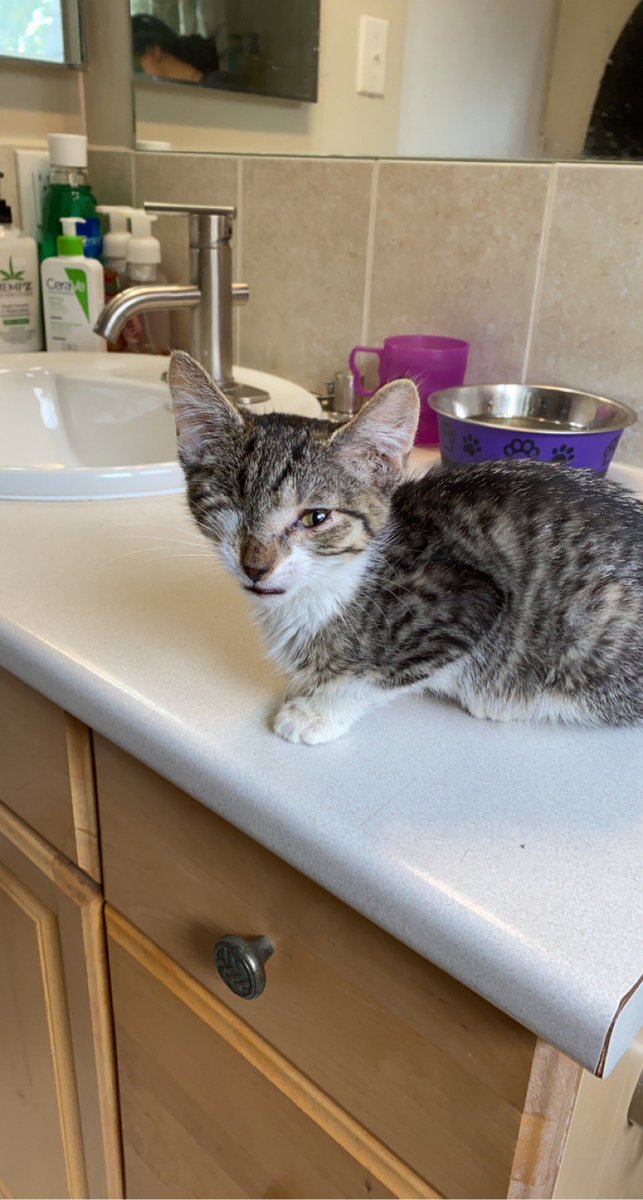 kaylacarswell_'s tweet image. @petvalu I think you should include my new disabled kitten Noodles in the 2022 calendar because at only 8 weeks old she’s encountered so many obstacles and lost her eye but now she’s in her forever home and ready for a lifetime of love ❤️ #PVCastingCall2021