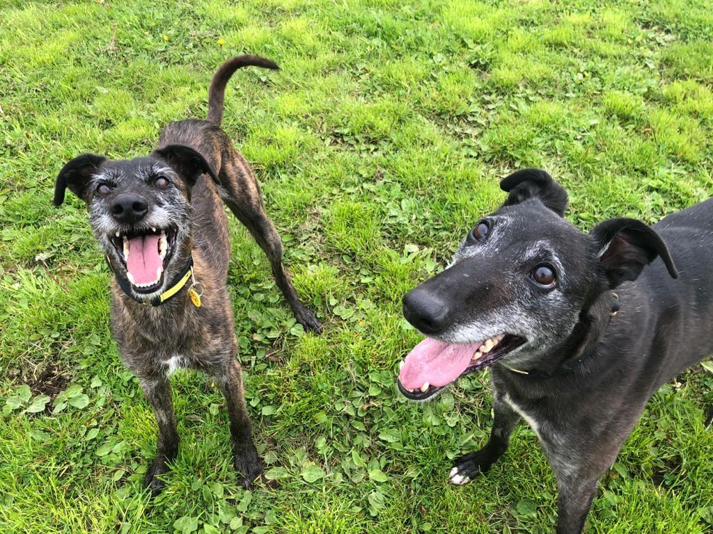 AdoptionsUk's tweet photo. Please retweet to help Flash and Bear find a home together #Edinburgh #Scotland 🏴󠁧󠁢󠁳󠁣󠁴󠁿
Bonded pair aged 5-7, incredibly friendly Lurchers, can live with children aged 14+, housetrained, good in the car, please contact the shelter for details
https://t.co/CyASUWAbXl
#dogs #pets https://t.co/4OnZ21wzM2