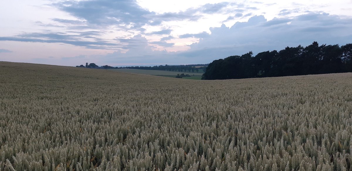 reglimagrain's tweet photo. Wheats are looking very good in the North !
#LGSkyscraper looking  full of potential in Perth https://t.co/A0Y6ZCsRp2
