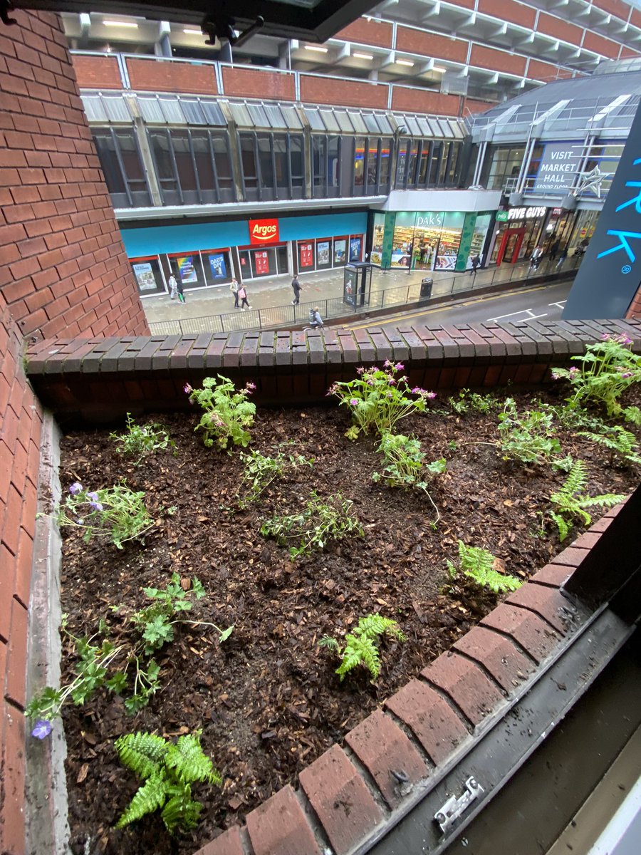 grow_n22's tweet photo. Wood Green High Road now has a primer for a rich biodiverse super highway when connecting the #LibraryGardens with the @MallWoodGreen gardens 🌱🌿🐝🐞🦟🦋 #NationalParkCity Yet, another reason to @EnjoyWoodGreen ‘s wild side… https://t.co/Fw5bAM03NJ