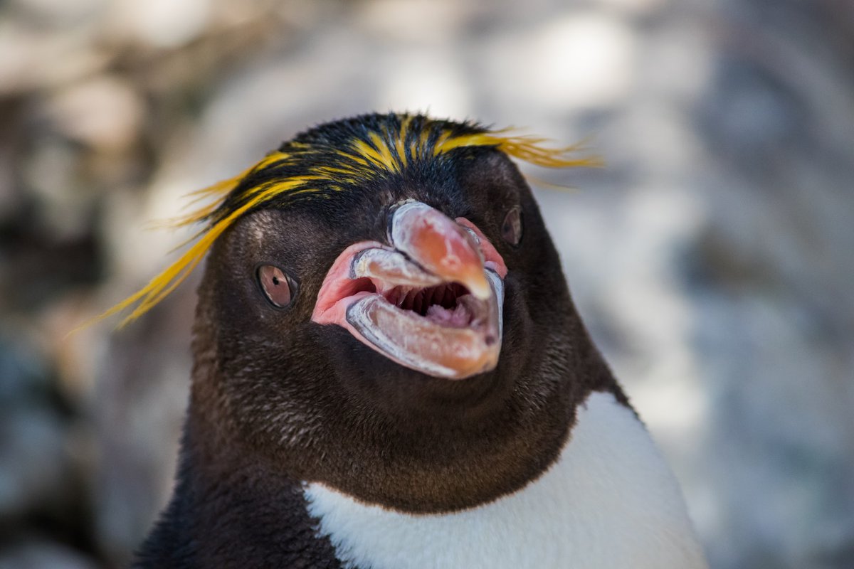penguins365's tweet photo. Back in my day we got up before we waddled to bed! π§π
#PenguinOfTheDay
#GrumpyPenguins #GetOffMySand
#Penguins
π· Andre Mouton https://t.co/WSRja9XMuG