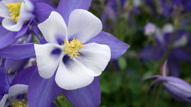 YoungsMarket's tweet photo. The vibrant Rocky Mountain Columbine has been the official state flower of Colorado since 1899. Follow the link to learn more about this stunning bloom. https://t.co/SyxVH1ULSn https://t.co/tnKWwh7vOT