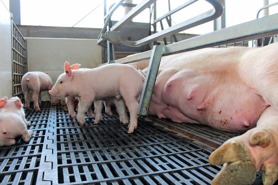 vincenttb's tweet photo. Insightful news piece on the #ASF situation in the #Philippines 🇵🇭. Correspondent Matthew Wedzerai has pulled together the latest updates and explains on the country's plans to increase #pork imports. 

Read more at @PigProgress ⏩ https://t.co/xxNZoWBJZi https://t.co/gPT9PzNlXa