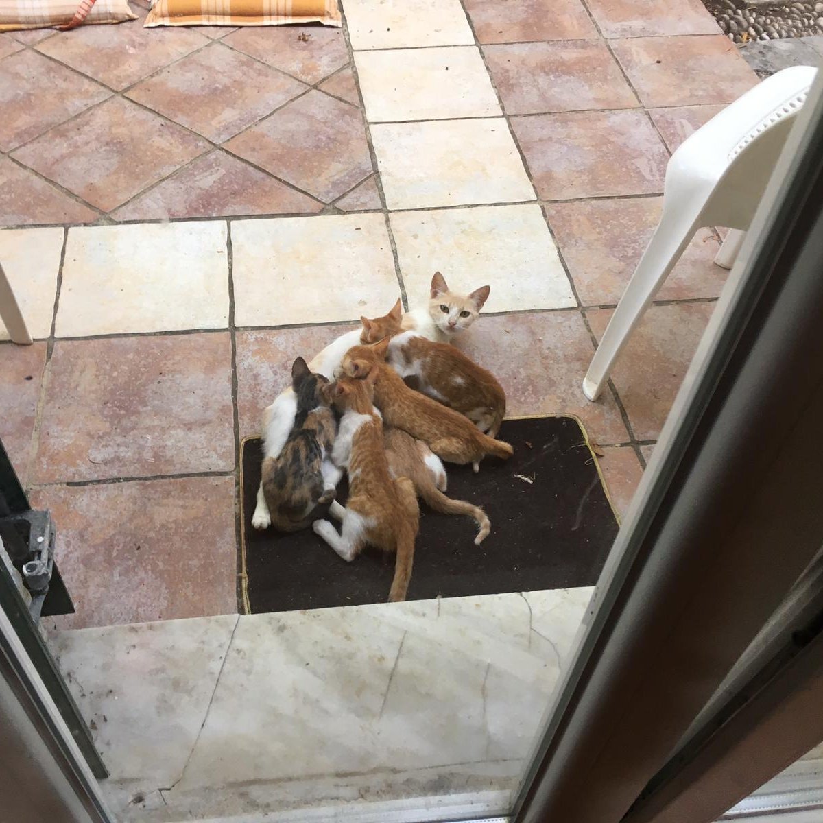 CorfuArts's tweet photo. LATEST CORFU CAT NEWS!
Scrappy little kitten family getting bigger, stouter, more vocal & braver but, despite tons of tinned food, still wanting mum's milk too.... https://t.co/fXs71K8uJ6