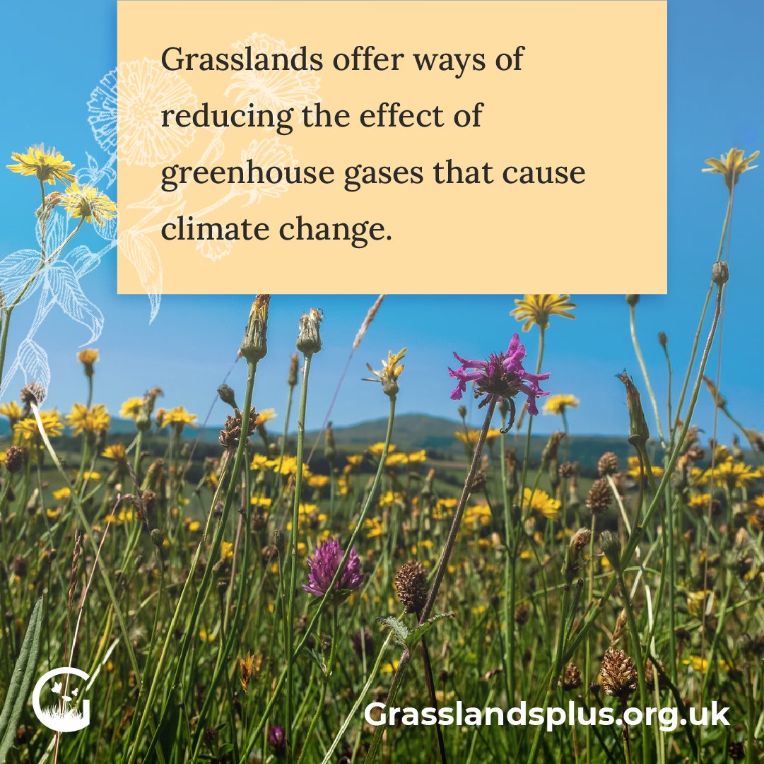 Protecting and restoring meadows and grasslands is essential to the fight against climate change. That’s why we’ll be at the COP26 climate conference in November, telling the UK government to make meadows a priority. Add your voice to our petition here grasslandsplus.org.uk
