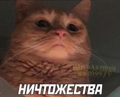 Horoscope от Жанны tweet media