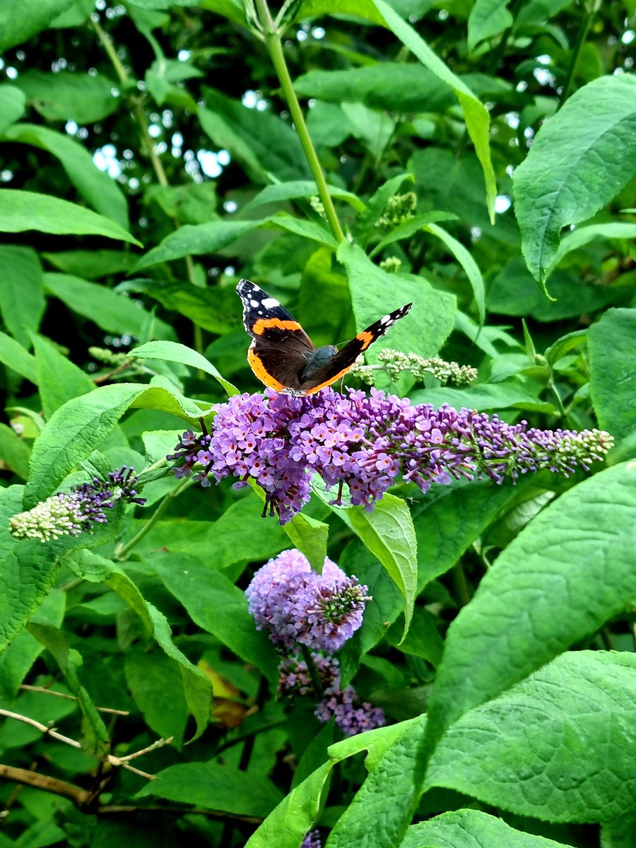 We found a butterfly in our cornish holiday garden #ActioSummerBingo