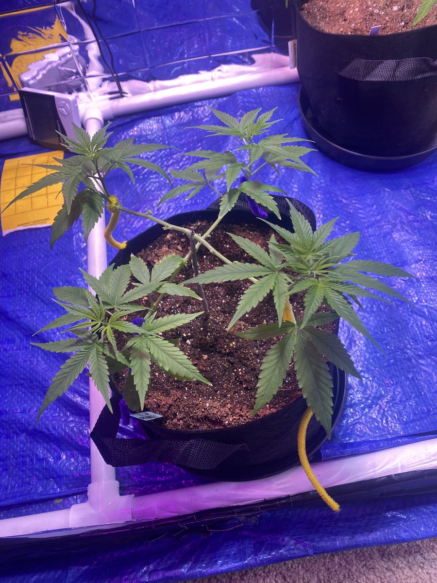 beanboozled_420's tweet photo. My Irvine seeds are doing amazing...
Strains: Fire Diesel/ UK Blue Cheese
Training is one of the most fun parts about growing to me. Being able to manipulate the plant and watch it grow through it all.
#staygrowing
@iAMJeremiahWeed
@irvineseeds https://t.co/l0Dirf8sbM