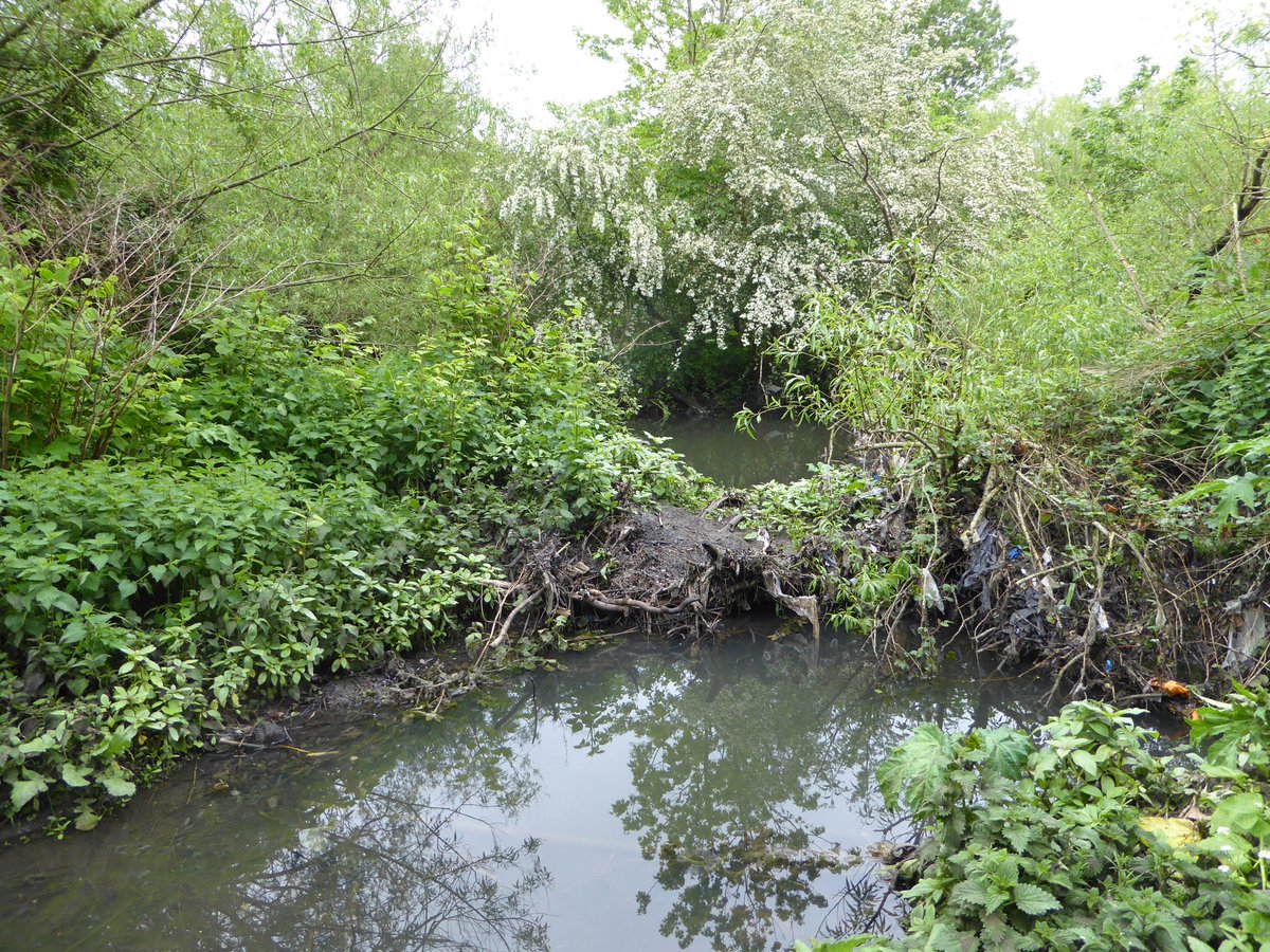 Forgotten world. New pics show 35 yrs of chronic neglect at #WelshHarp (Brent Reservoir) has turned more protected SSSI wetlands into a lost jungle. 

Restoration surely unarguable. Instead a bridge is planned over them. 

Time to fight back. Please RT. (1/4)