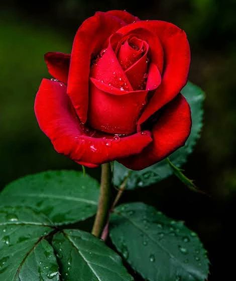 <a href="/Angel_J_san/">Angel J-san</a> Lovely Monday morning dear Angel_J_san* Stay Happy 🌹🎼🌞🌹☕🎸🌹🍒🎻