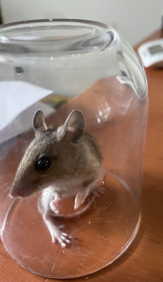 I was scared of mice. My husband said cats would keep our home mouse free. Now we have many mice, because the cats bring them in, but can’t be bothered to kill them. End result is that I’ve never interacted with mice so frequently. Here’s a new friend: