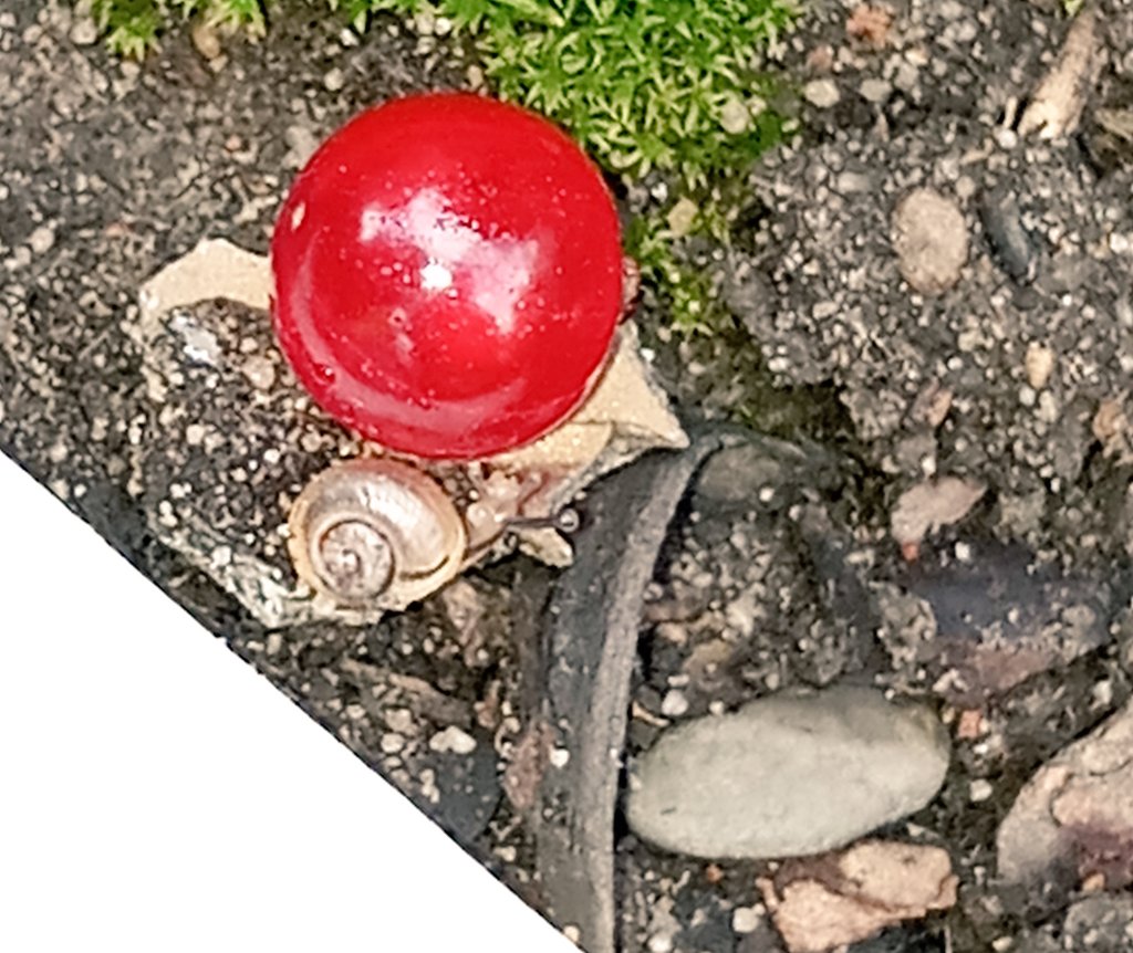 42_GeoNicole's tweet photo. Baby snail. Currant for scale. #nature #life https://t.co/2m2LbmOhaa