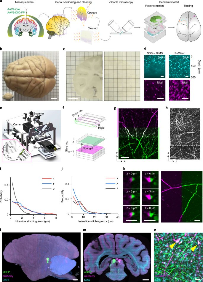 High-throughput mapping of a whole rhesus monkey brain at micrometer resolution go.nature.com/2TC64ER