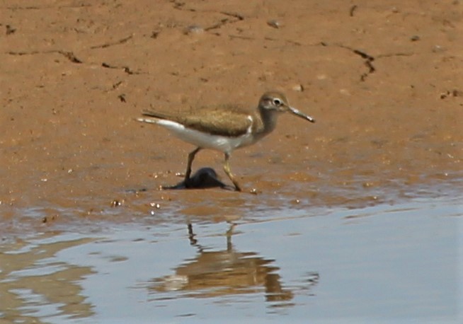 AllshortsP's tweet photo. This #commonsandpiper which I've heard is not so common, tested the very limits of my long range lens at an #estuary. #waterbirds #reflections #wader https://t.co/5Ngt57IZeX