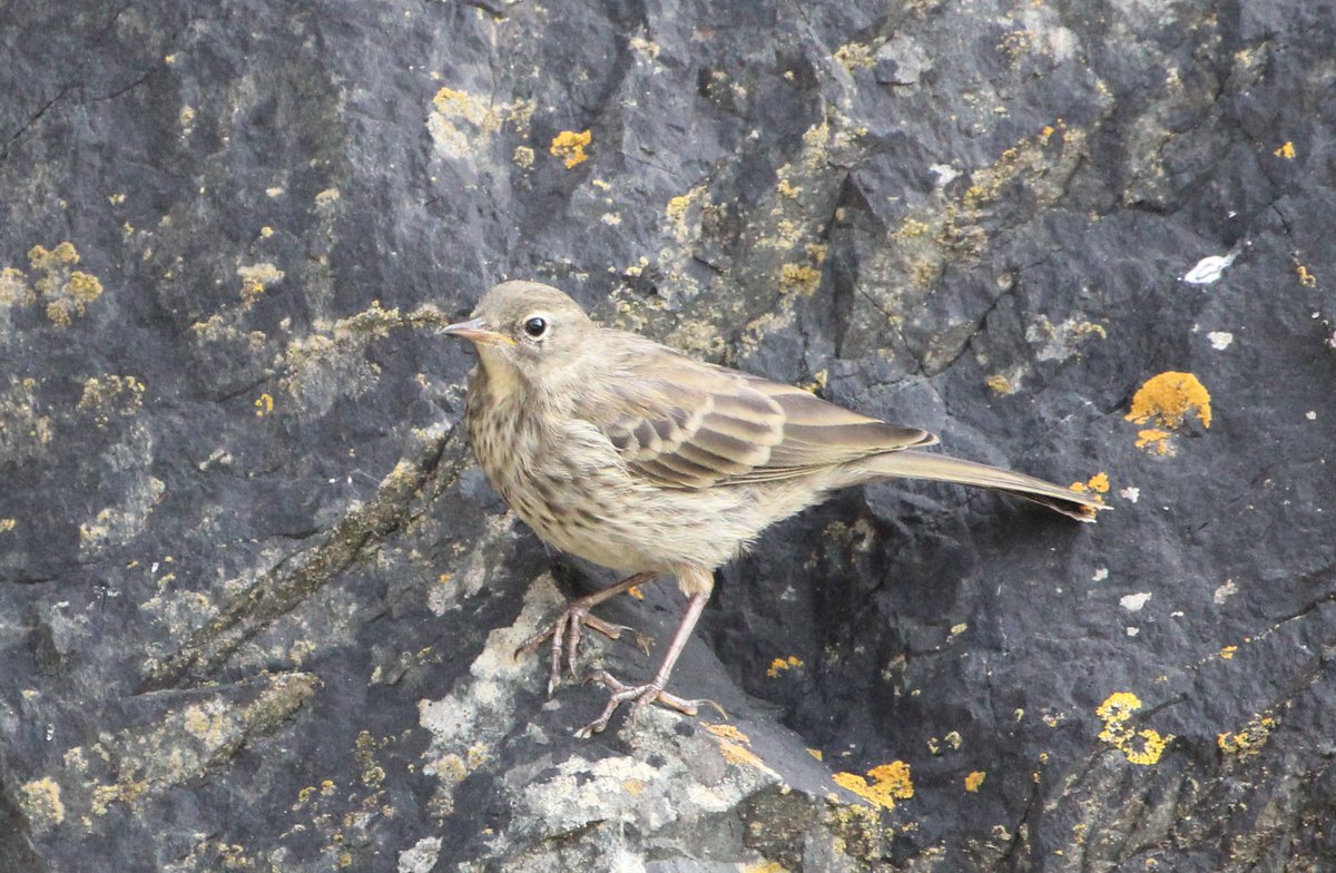 AllshortsP's tweet photo. This family of #rockpipits were so much fun to watch as they chased and bickered in the early evening. #coastal #birdphotography https://t.co/PElQlRjhLZ
