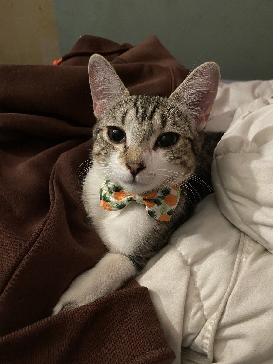 huckleberrypi3's tweet photo. So dapper 🥺💞 https://t.co/72eSUc7rId