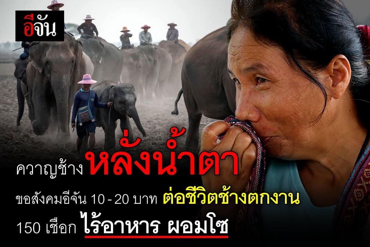 tteokbokPlodnee's tweet photo. ทุกคนงับ เราฝากรีทวิตหน่อยนะงับ น้องช้างกำลังขาดแคลนอาหารอย่างหนัก น้องผอมมากๆเลย ใครพอมีกำลังทรัพย์เราอยากเชิญชวนมาช่วยน้องกันนะ ใครไม่มีไม่เป็นไรเลย ฝากรีกระจายข่าวช่วยอีกทางก็ได้งับ โควิดไม่ได้ทำให้คนเดือดร้อนอย่างเดียว สัตว์ต่างๆก็กำลังจะอดตายเหมือนกัน 🥺 https://t.co/cJCqofl5AD