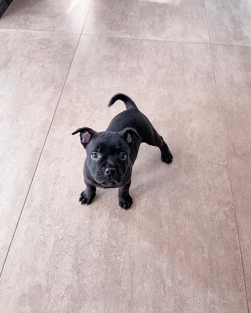 Les amis, je vous présente notre petite Boo 🐶