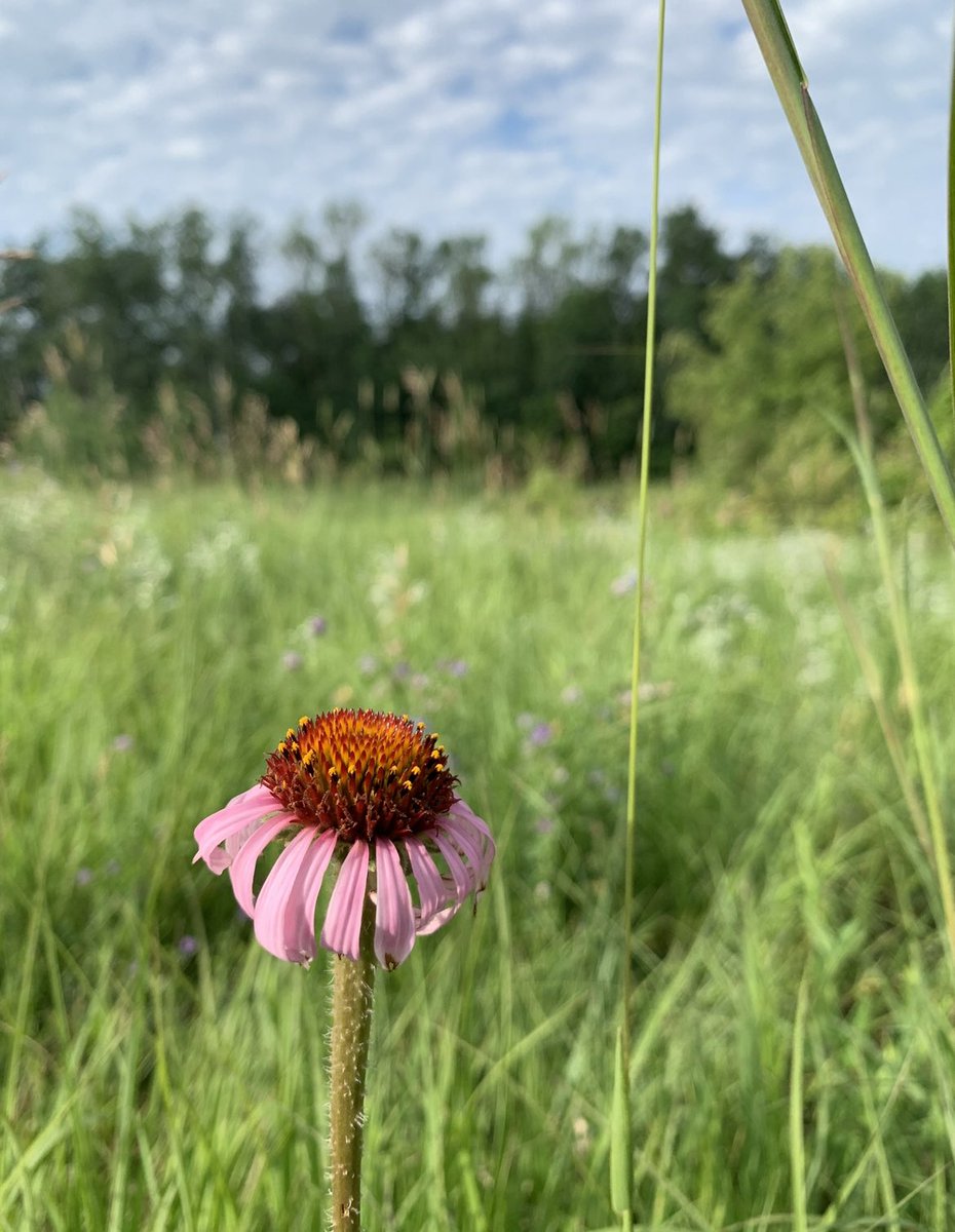 Miyauna Incarnato tweet media