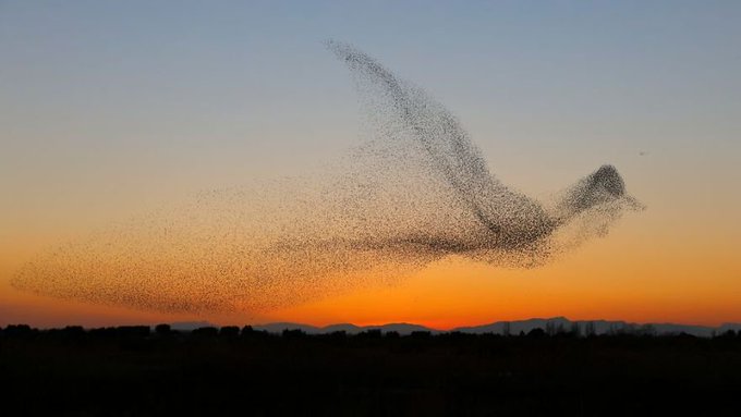 Photographer Daniel Biber from Hilzingen, Germany was trying to capture the murmuration of starlings for 4 days when he finally succeeded: he didn't realize the starlings had created a giant bird in the sky until he got home and reviewed the pictures ow.ly/aNE250yrKFJ
