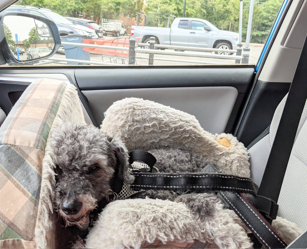 2HousePanthers's tweet image. First visit to Home Depot. Why are we buying dirt? The yard is already made of it!
#dogsoftwitter #mysteriesoflife