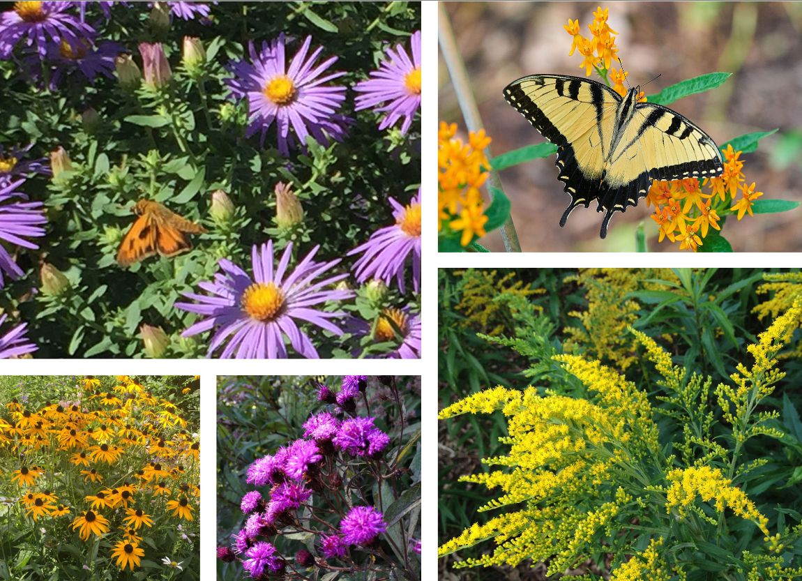 ManadaConserve's tweet photo. Announcing 2 Summer Native Plant Sales!! - https://t.co/BKVJ5OadjU https://t.co/uxGw6e9zYw