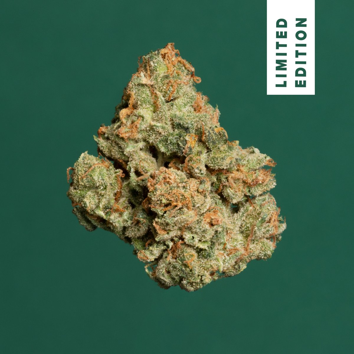 A new batch of Soulbrid is on the way! Check it out at theraplant.com/new