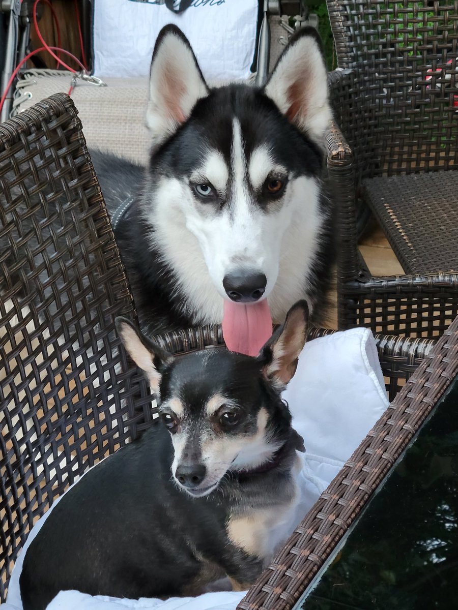 KhaelEl2's tweet photo. @Coinsquare @RedemptionPaws #DogesofCoinsquare 
@aelguapogmailc1 https://t.co/T5rfmZ92nx