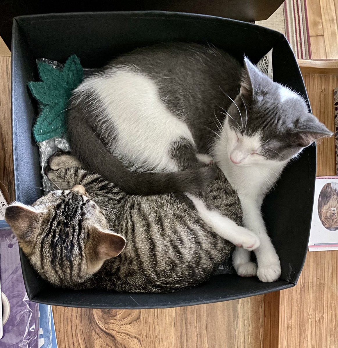 amysnotdeadyet's tweet photo. it's monday, who needs a box of sleeping kittens? ๐ป๐ป #inceptionkitties #trotsky #lapis #boxofkittens https://t.co/oM5zyIHtlF