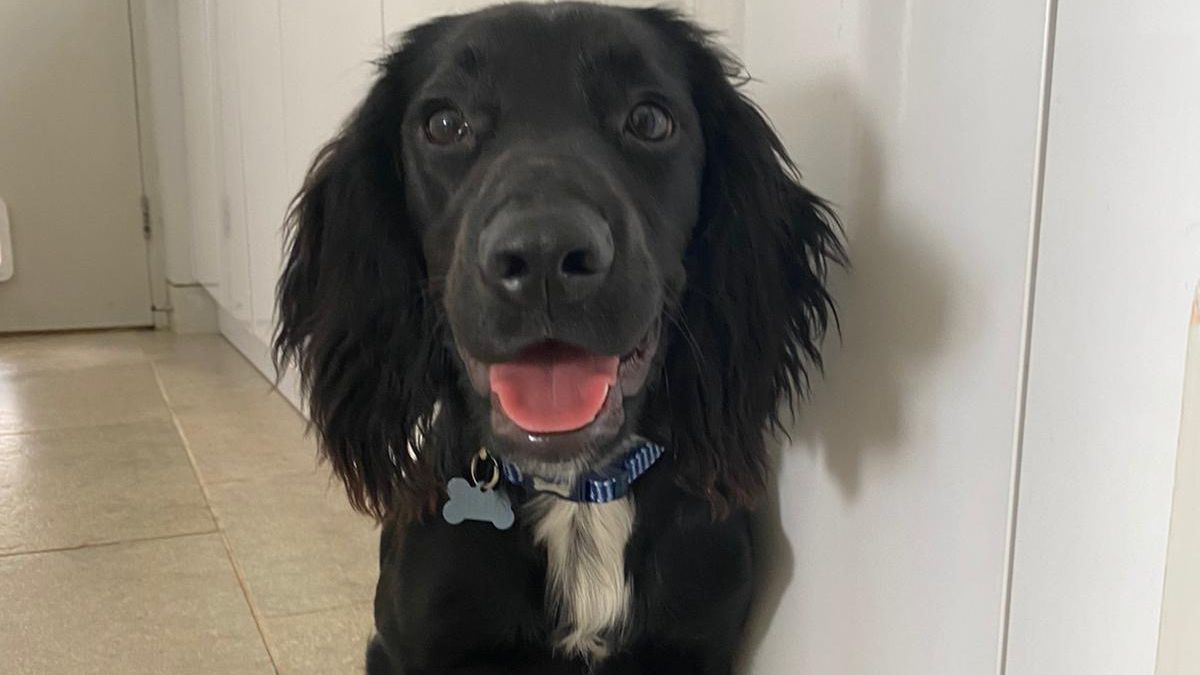 DouglasWillis's tweet photo. We know you love a Ralphie update! He’s not been around as much these last few weeks as he’s been busy at obedience classes. Although so far he’s more interested in just making friends with everyone…😊  
#dogtraininglife #familybusiness #wales #butchersdog #cockerspaniels https://t.co/Ivxbi1zgxi