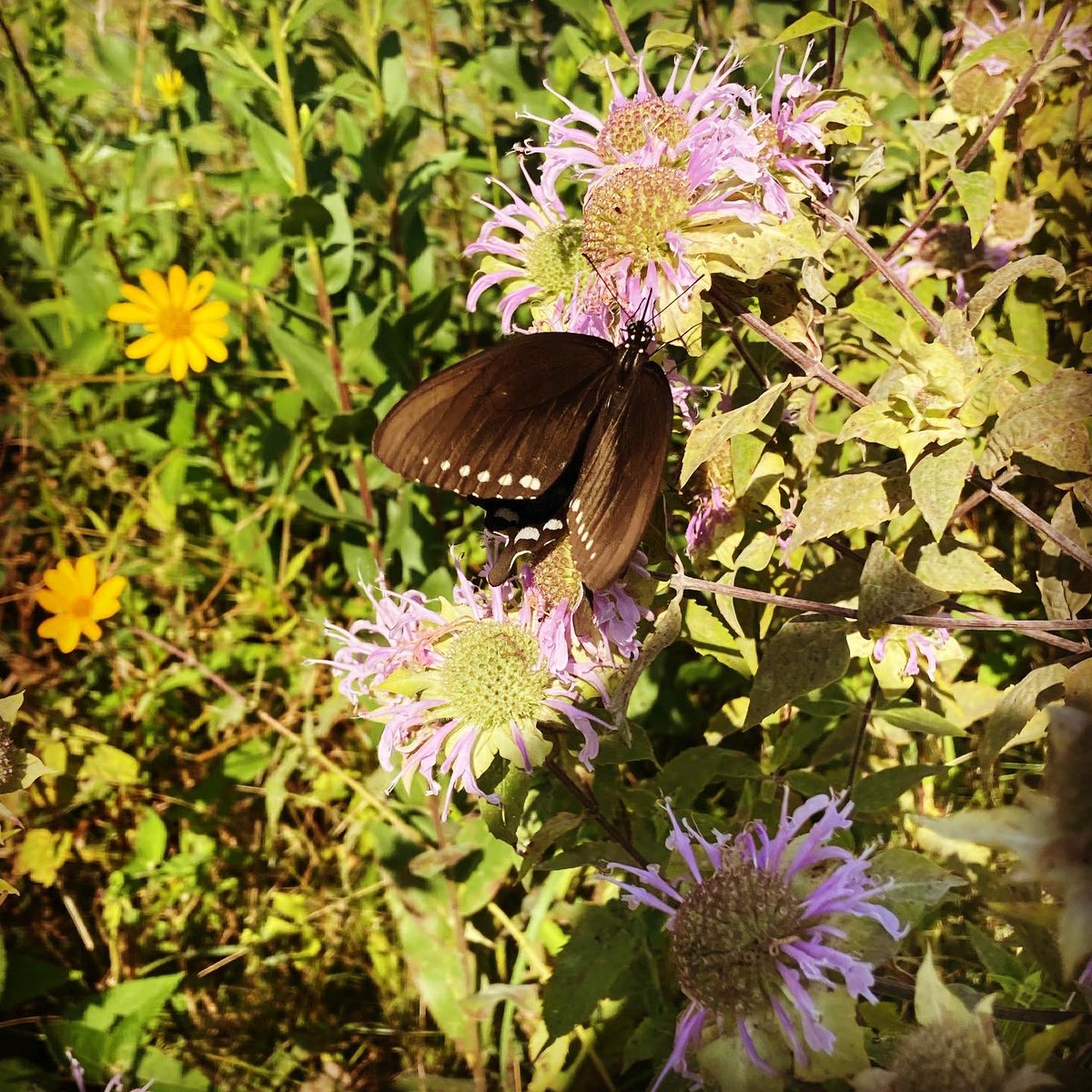 Spicebush Swallowtail with top wings contracted and expanded