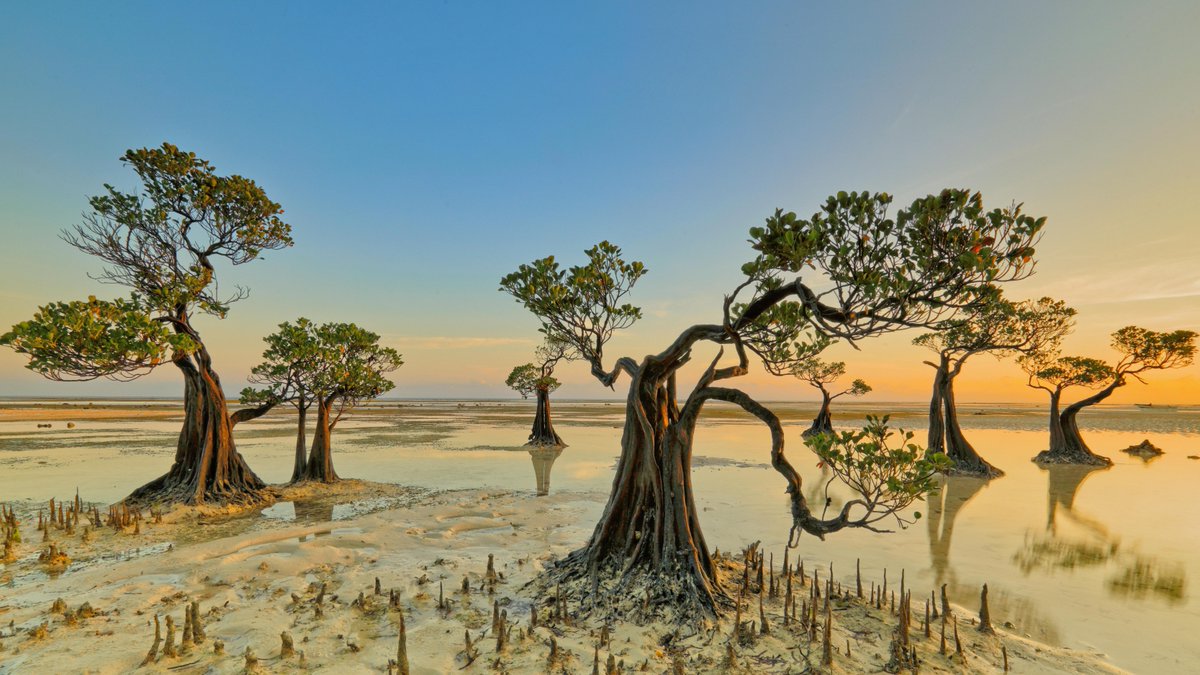 bing's tweet image. Mangrove trees thrive on the northern coast of Indonesia's Sumba Island due to the coastal saltwater and low-oxygen conditions. They filter out water and form a strong defense system while creating nursery habits that support a diverse range of fish and crustaceans.
