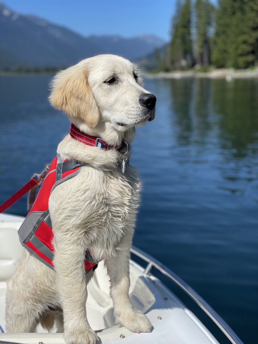 Oakley, 5 months old and ready to be first mate on the boat #LakeWenatchee #GoldenRetriever #PandemicPuppy @UWSurgery