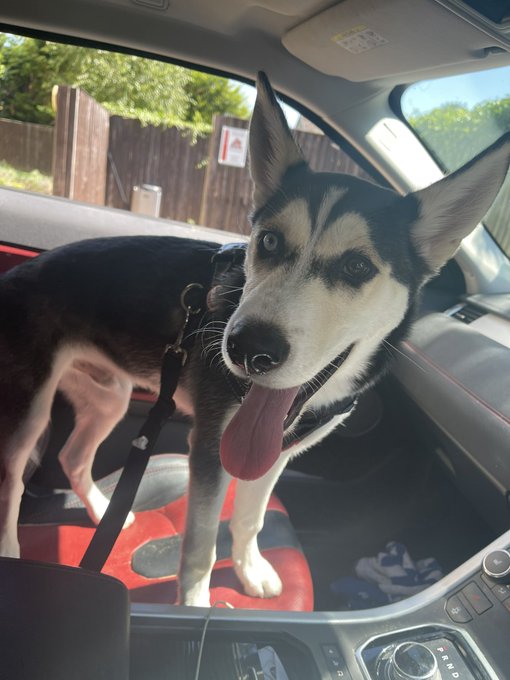 My Loki #NationalDogPhotographyDay https://t.co/D4YxnjXdzw<a href="/tag/nationaldogphotographyday"class="tags">#NationalDogPhotographyDay</a>