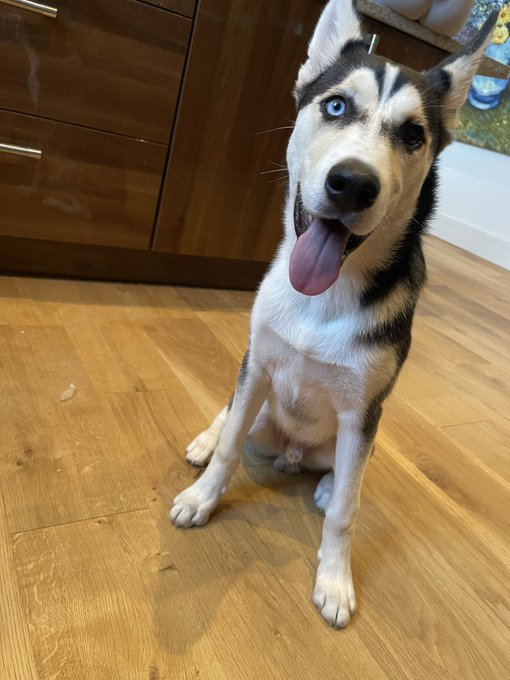 My Loki #NationalDogPhotographyDay https://t.co/D4YxnjXdzw<a href="/tag/nationaldogphotographyday"class="tags">#NationalDogPhotographyDay</a>