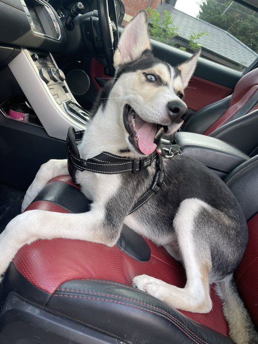 My Loki #NationalDogPhotographyDay https://t.co/D4YxnjXdzw<a href="/tag/nationaldogphotographyday"class="tags">#NationalDogPhotographyDay</a>