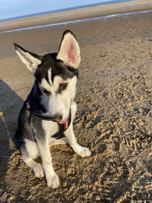 My Loki #NationalDogPhotographyDay https://t.co/D4YxnjXdzw<a href="/tag/nationaldogphotographyday"class="tags">#NationalDogPhotographyDay</a>