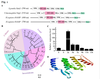 Our authors from Shanxi University report on how the histone chaperone Nrp1 is required for chromatin stability and nuclear division in Tetrahymena thermophila   …eneticsandchromatin.biomedcentral.com/articles/10.11…