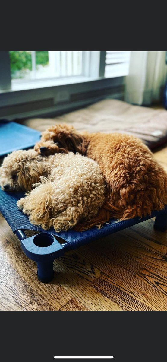 tabiddle74's tweet photo. The level of cuteness in this photo is too damn high!!!   Love you Rosie and Dash!!! https://t.co/QdeD1mvmhF