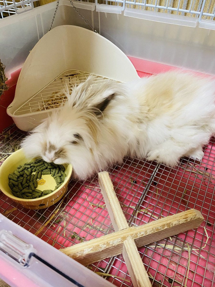 うさぎもふもふ Mer 704 Twitter