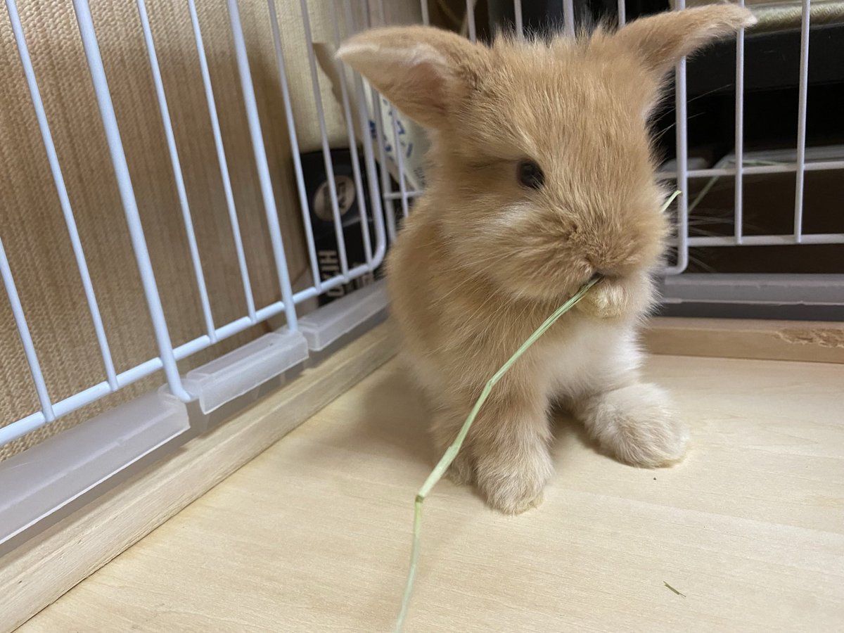 うさぎもふもふ Mer 704 Twitter