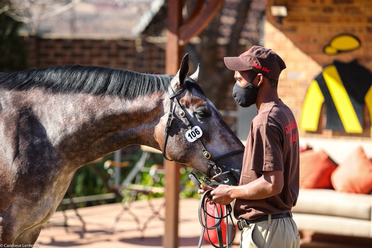 BreedersSa's tweet photo. August 2YO Sale Catalogue Now Online!
https://t.co/iaY5bjuQ96 @BloodstockSA1 #SAFBred https://t.co/ACz39IwQnw