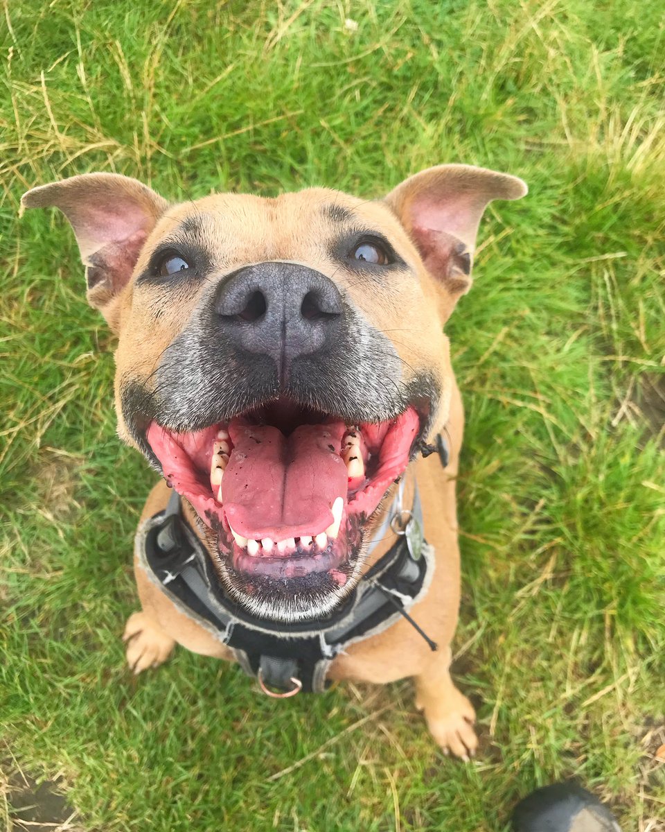 Nothing but smiles from Mags on this Monday morning!

📸CaNineteen Dogs 

#dogsoftwitter