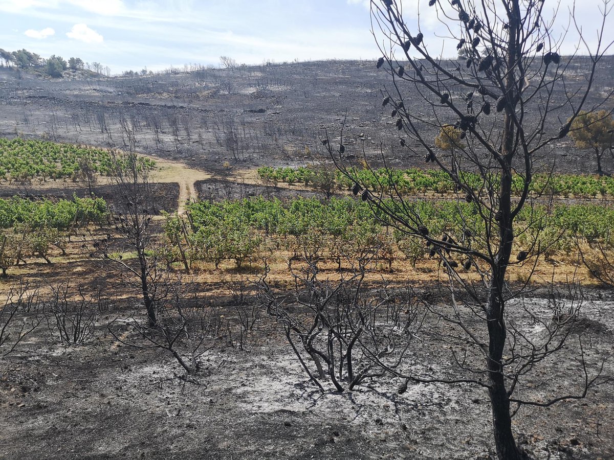 Vitisphere-La Vigne tweet media