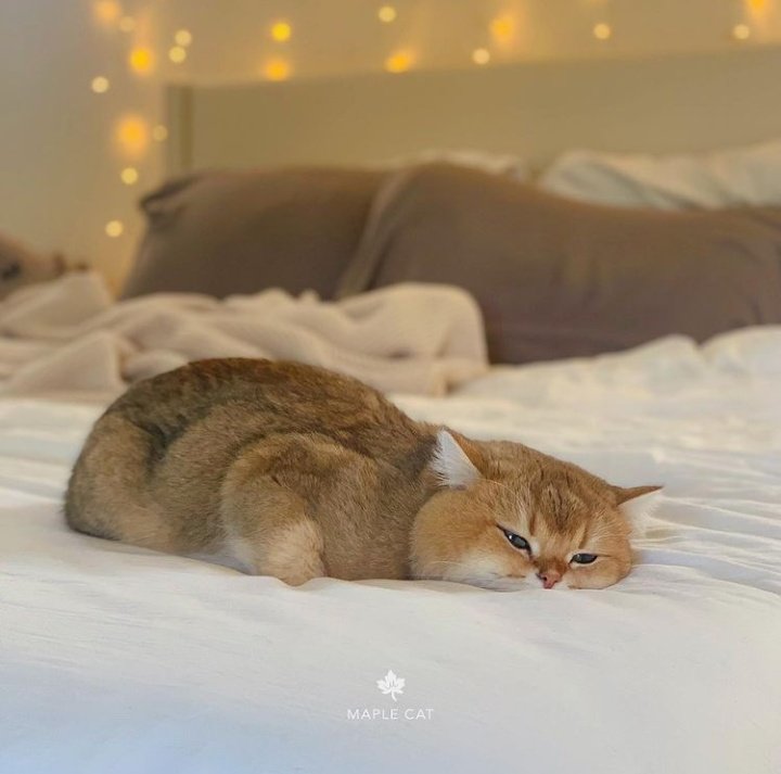🐱 tweet media