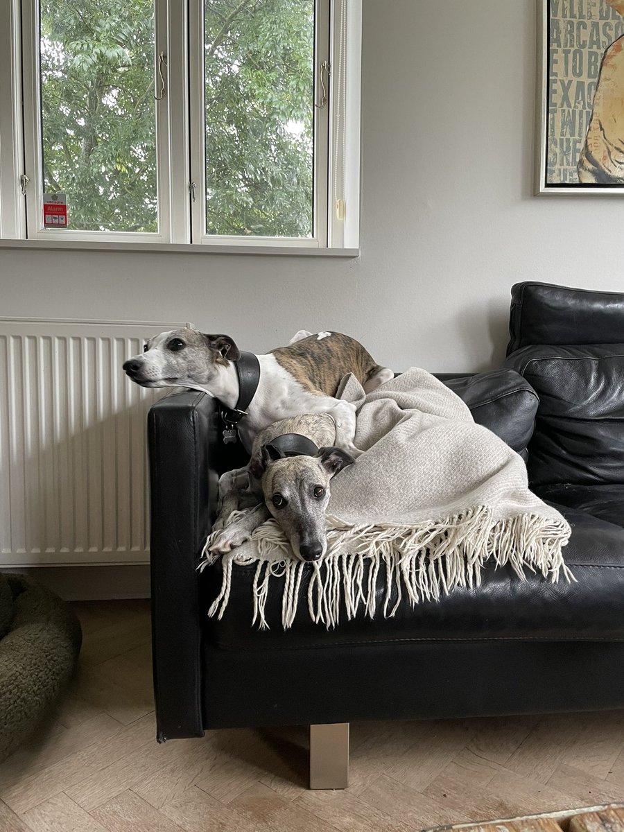 Ronald Jaramillo tweet media