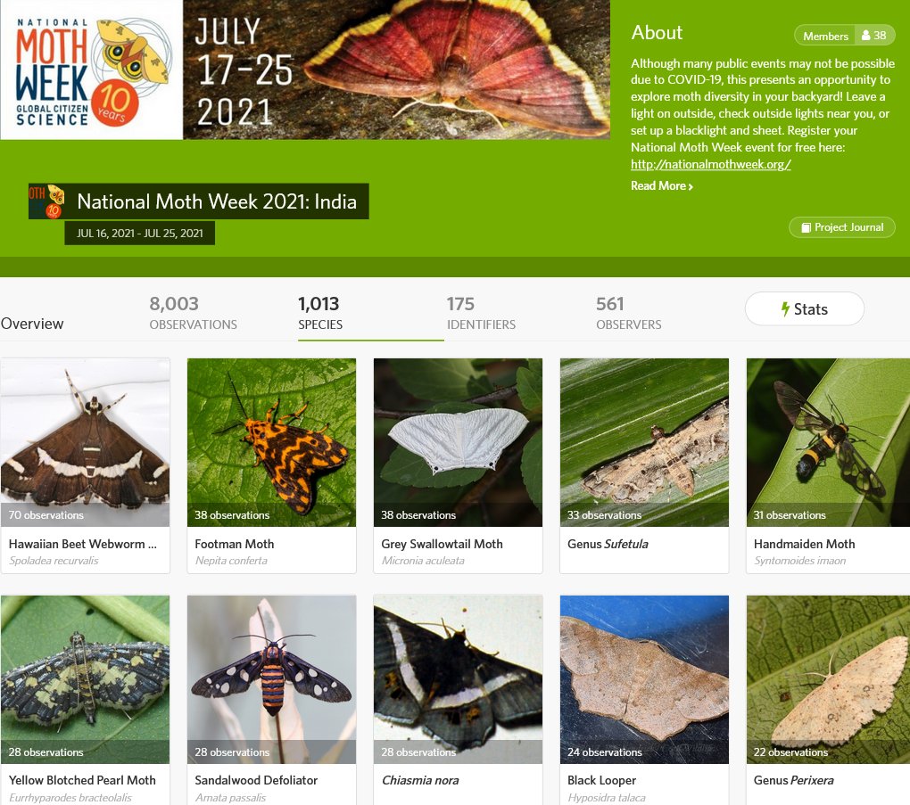 vijaybarve's tweet photo. #NationalMothWeek India: ~8000+ records  by 561 observers and 1000+ species (taxa) with 175 identifiers on @inaturalist Happy to see taxa count cross 1000 mark and more than 550 contributors so far
@Moth_Week https://t.co/WIgw4rsPJr @IndianMoths @DiversityIndia https://t.co/3YQdTHBV5v