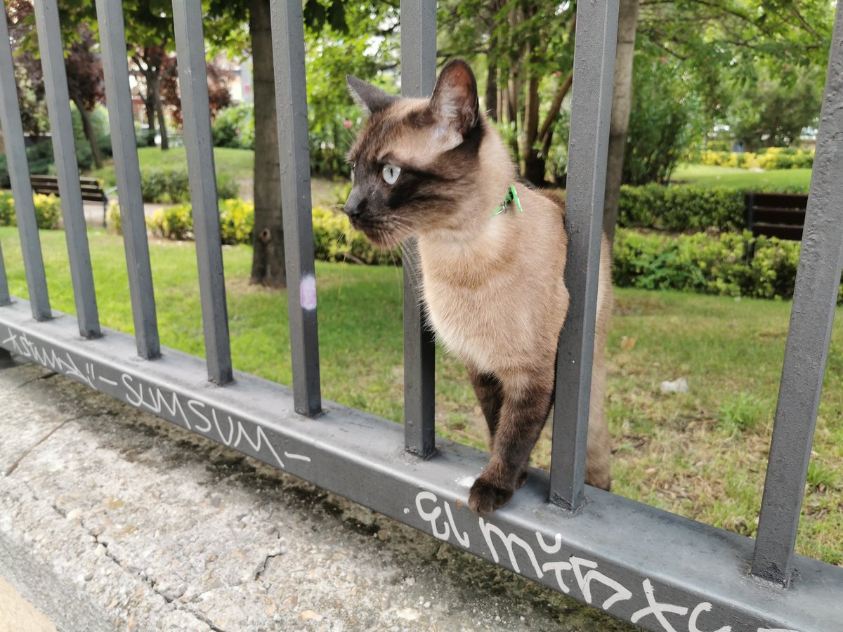 dnewblog's tweet photo. GATO PERDIDO
Lo he visto junto a la salida de Principe de Vergara del metro Avenida de América en Madrid. Parece perdido. Es cariñoso, se deja acariciar y lleva un collar verde con raspas. Ayudemos a que encuentre a su familia. COMPARTID! #MADRID #gatoperdido #twitterhaztumagia https://t.co/npY6qb47JR