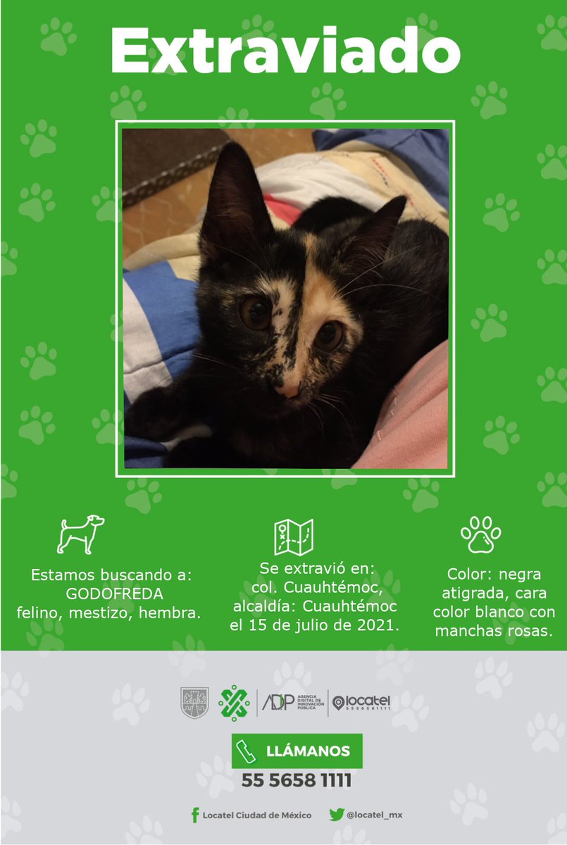 locatel_mx's tweet photo. ¡GODOFRODA esta extraviada! 🐾

Ayúdala a regresar a casa 🏠
Si la encuentras, comunícate a nuestra línea, disponible las 24 horas al 55 5658 1111. ☎️ https://t.co/LuBJaP1PNY