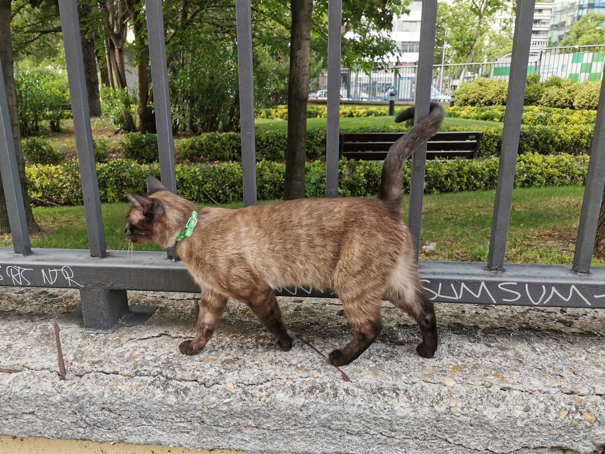 dnewblog's tweet photo. GATO PERDIDO
Lo he visto junto a la salida de Principe de Vergara del metro Avenida de América en Madrid. Parece perdido. Es cariñoso, se deja acariciar y lleva un collar verde con raspas. Ayudemos a que encuentre a su familia. COMPARTID! #MADRID #gatoperdido #twitterhaztumagia https://t.co/npY6qb47JR
